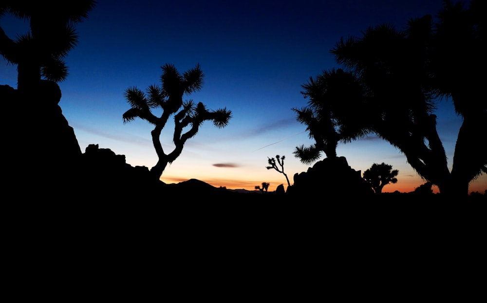 silhouette of trees under blue skies during golden hour