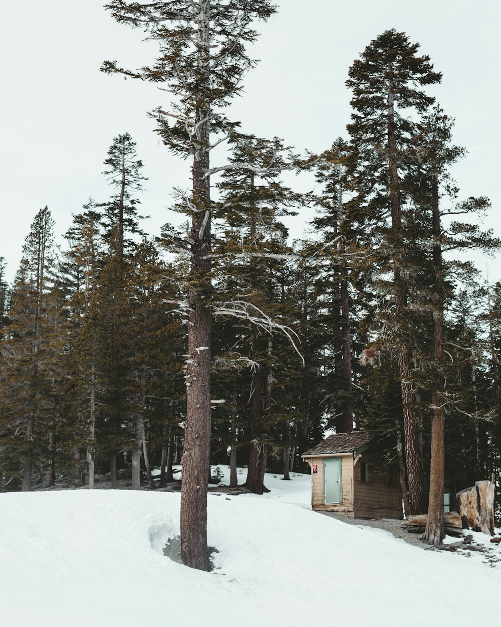 Brauner Holzschuppen in der Nähe eines Baumes auf einem Hügel im Winter