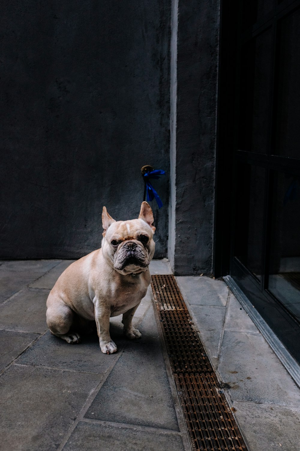 tan French bulldog on gray pavement beside brown drainage cover