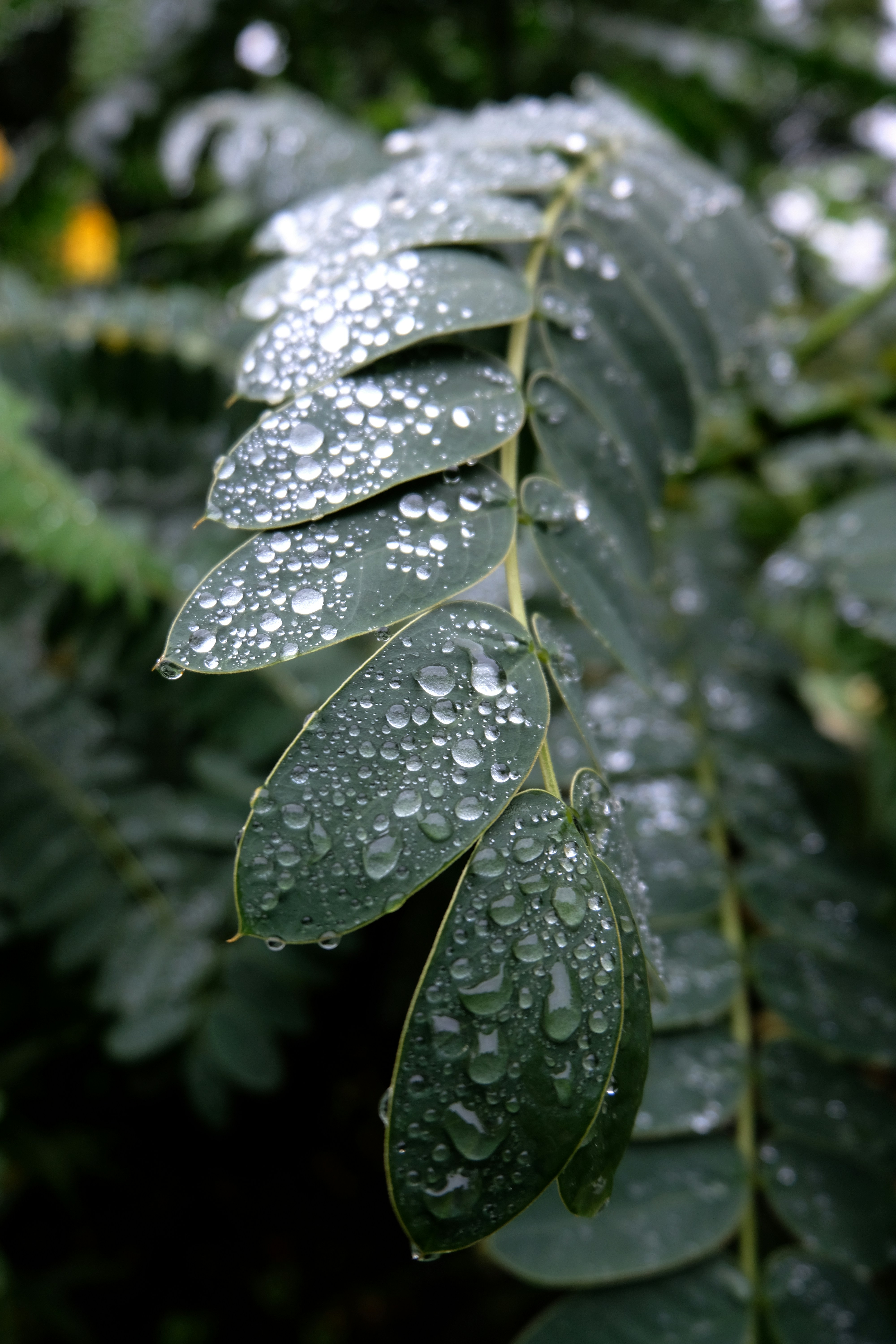 Hemispheric Asymmetries in Emotional Processing