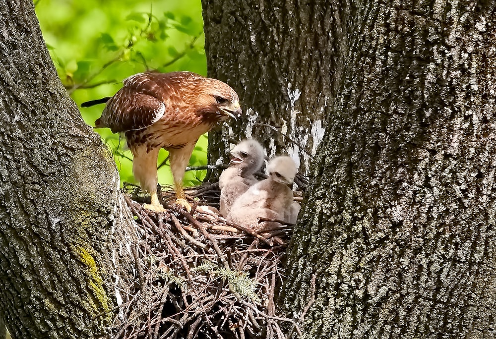 trois poussins bruns dans le nid