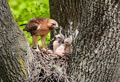 three brown chicks in nest new jersey zoom background