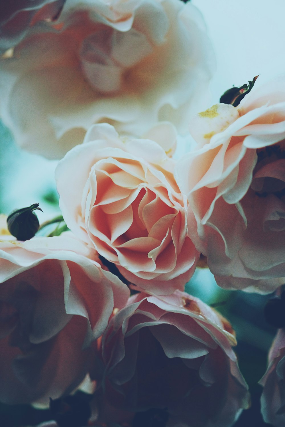 shallow focus photography of orange flowers