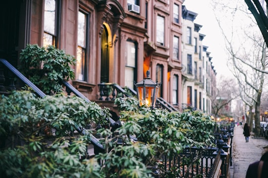 macro photography of plants near street in Park Slope United States