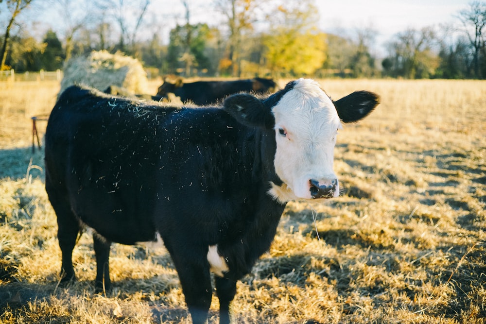 black and white cow standing on brown grass field