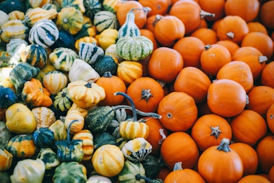 macro photography of assorted squash lot squash teams background