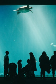 A large sea turtle swims gracefully near the surface of an aquarium tank as several silhouetted people, including children and a person with a stroller, watch from below. The water gives off a serene, bluish-green hue, and beams of light can be seen streaming through the water, creating a calm and contemplative atmosphere.