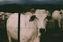 white cow inside the fence at night