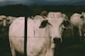 white cow inside the fence at night