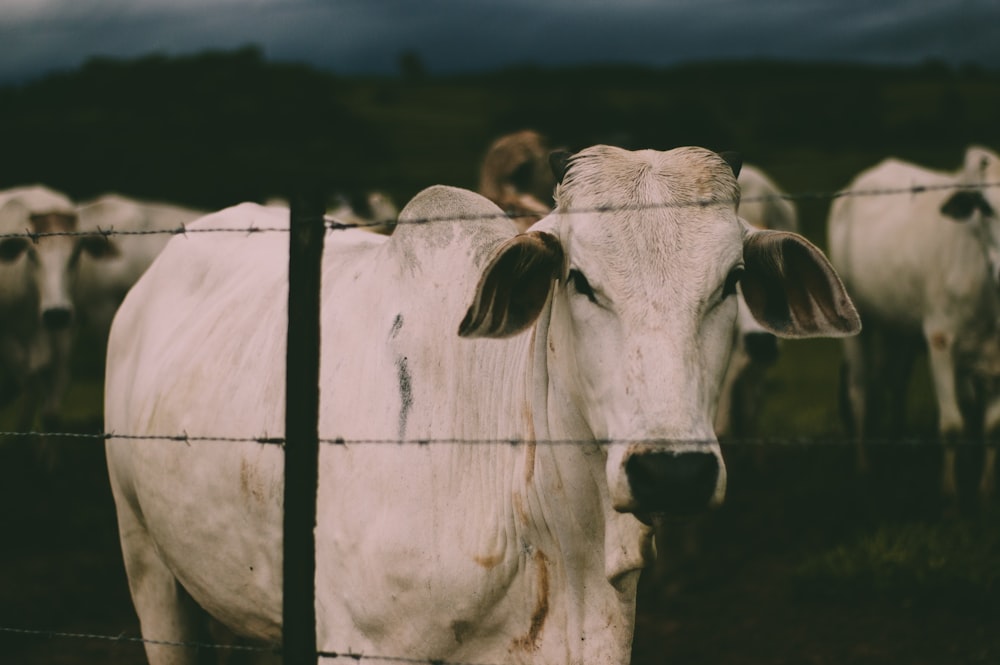 white cow inside the fence at night