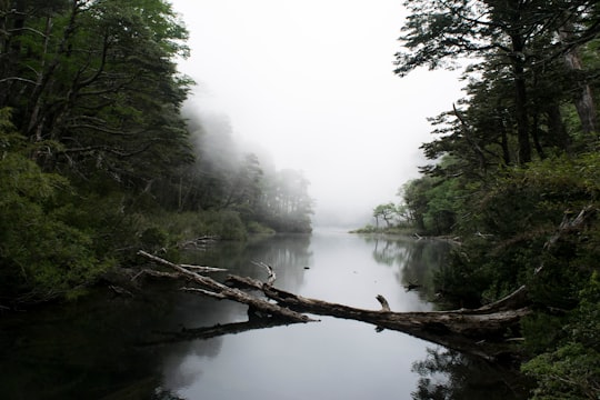 river surrounded by trees and covered in white fog in Huerquehue National Park Chile