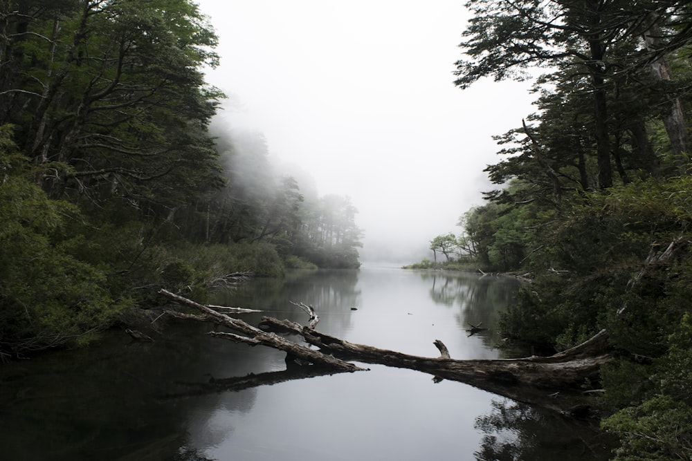 river surrounded by trees and covered in white fog
