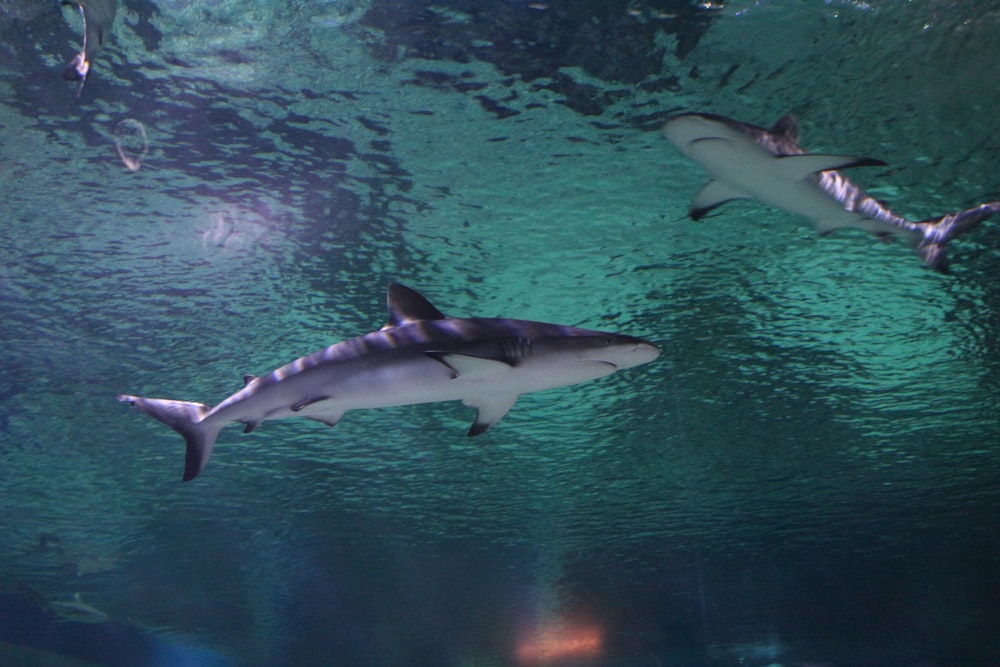 underwater photography of two black sharks