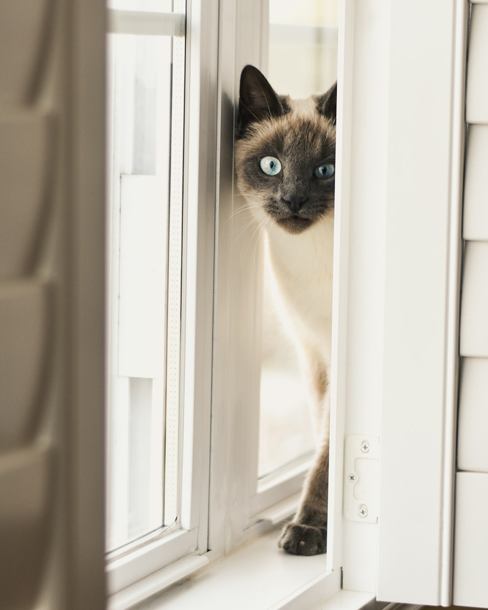Gato siamés en el alféizar de la ventana