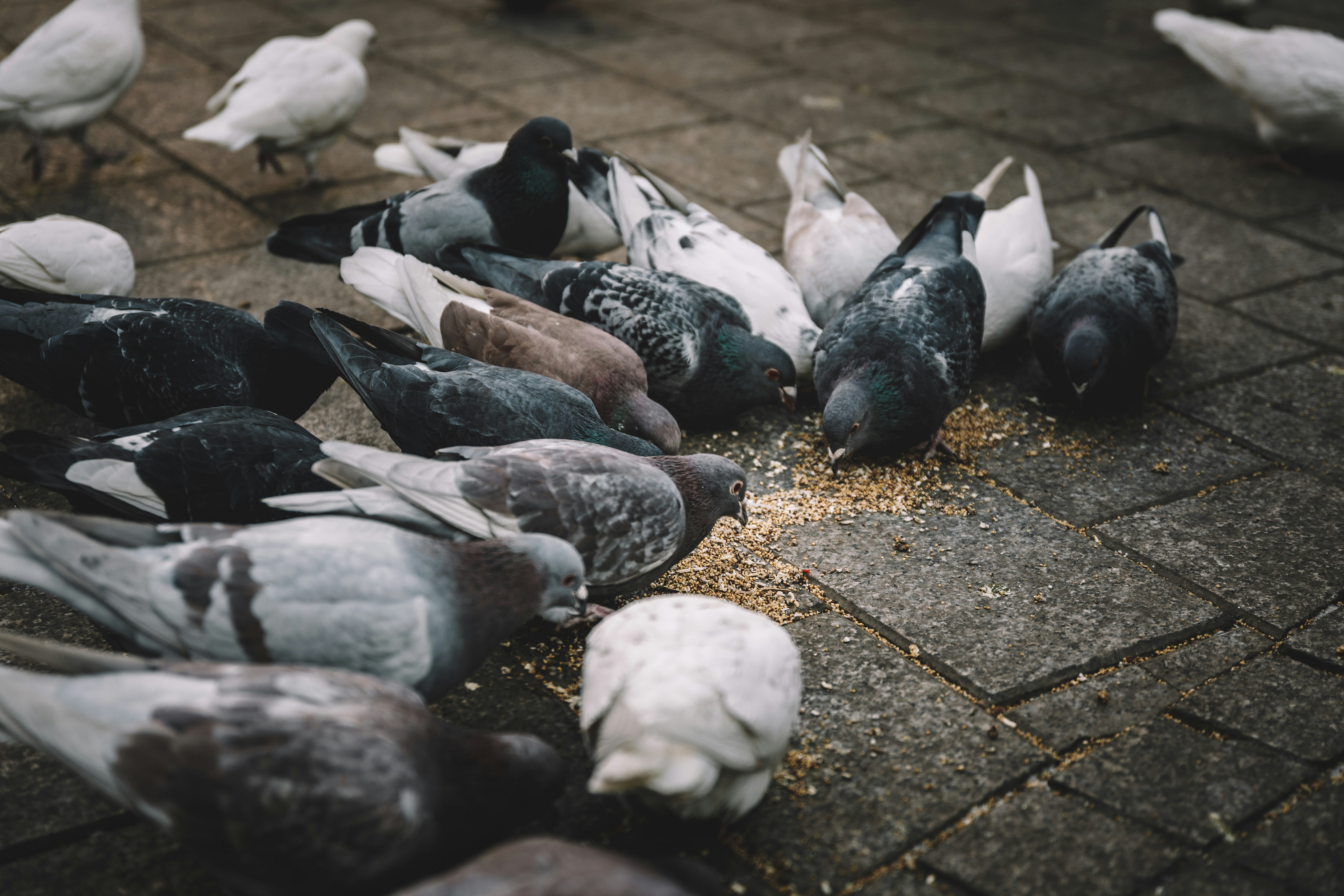 photo of flock of pigeon eating seeds