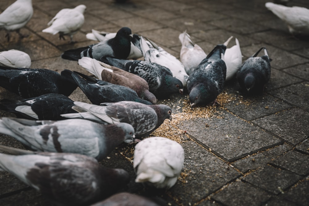 種子を食べる鳩の群れの写真