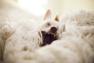 A cozy scene of a small dog curled up on a soft blanket indoors.