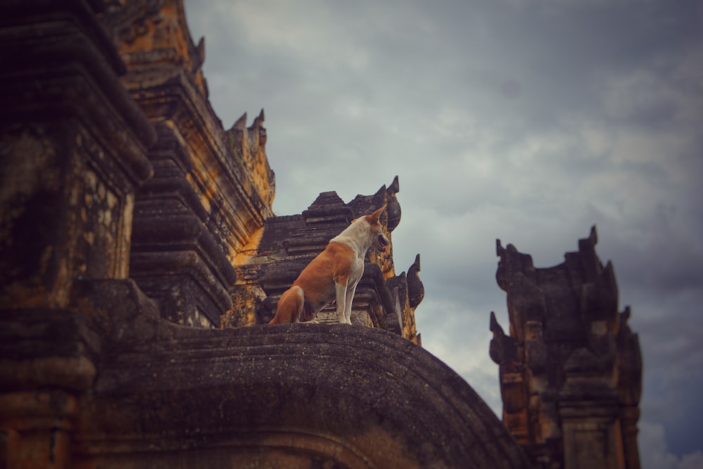 기둥에 앉아있는 강아지 사진