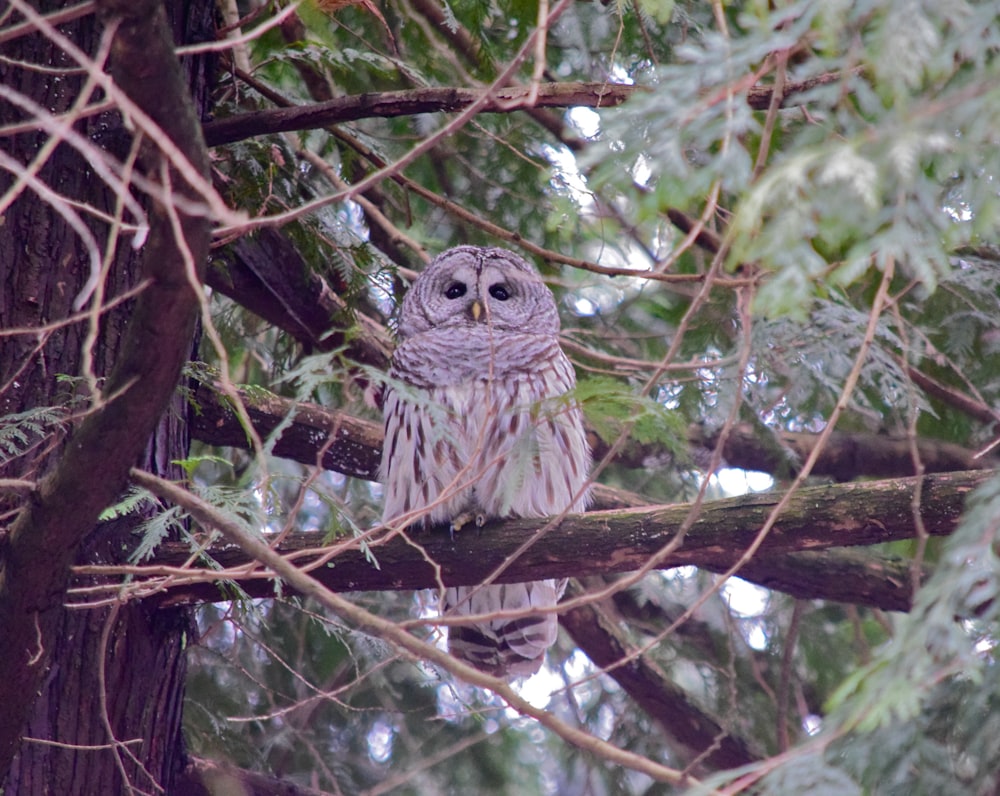 gray owl on brown tree branch