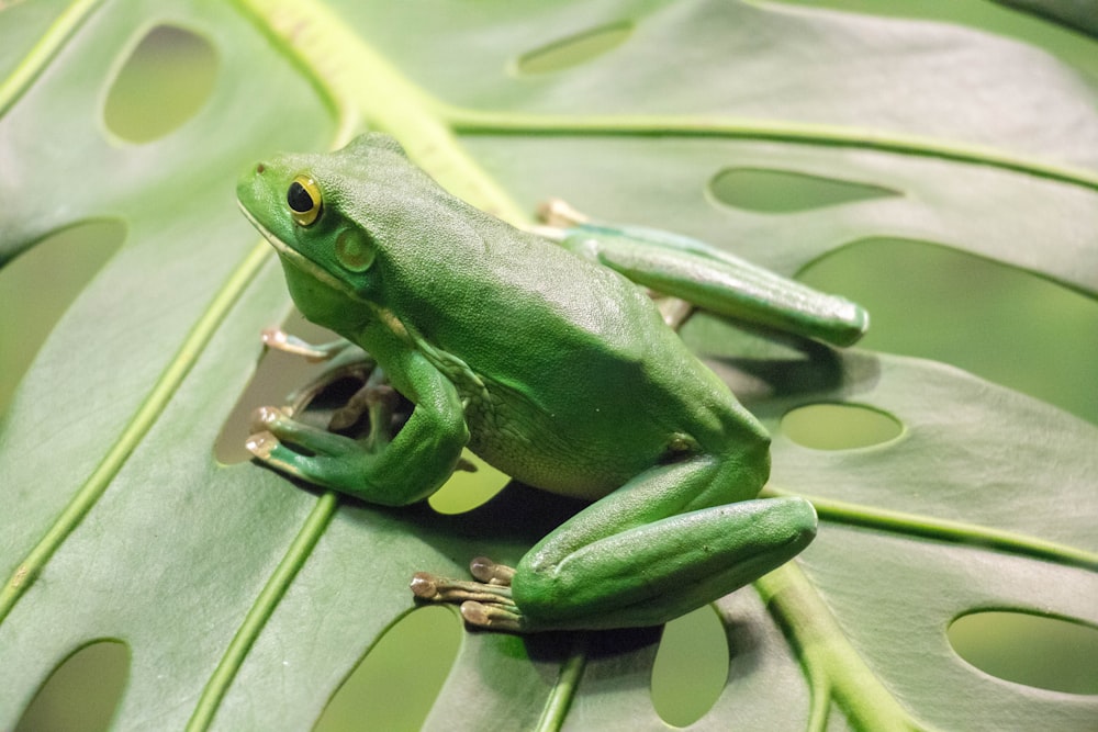 Fotografía de primer plano de rana verde