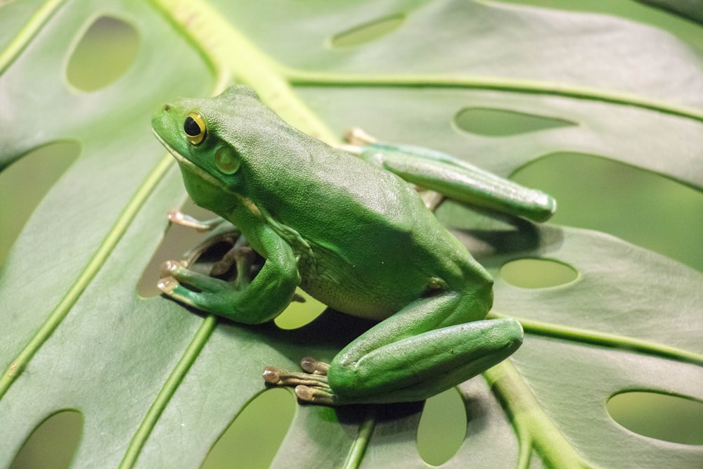 Photographie en gros plan de grenouille verte