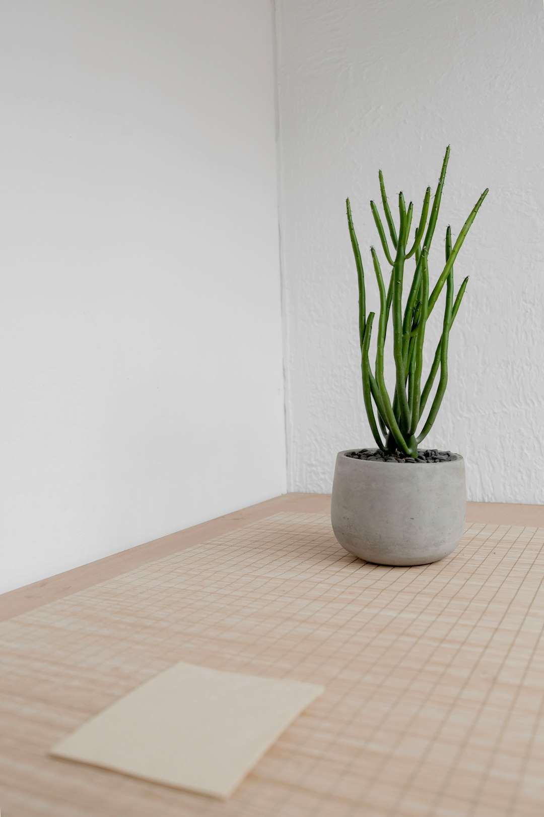 green cactus plant near wall