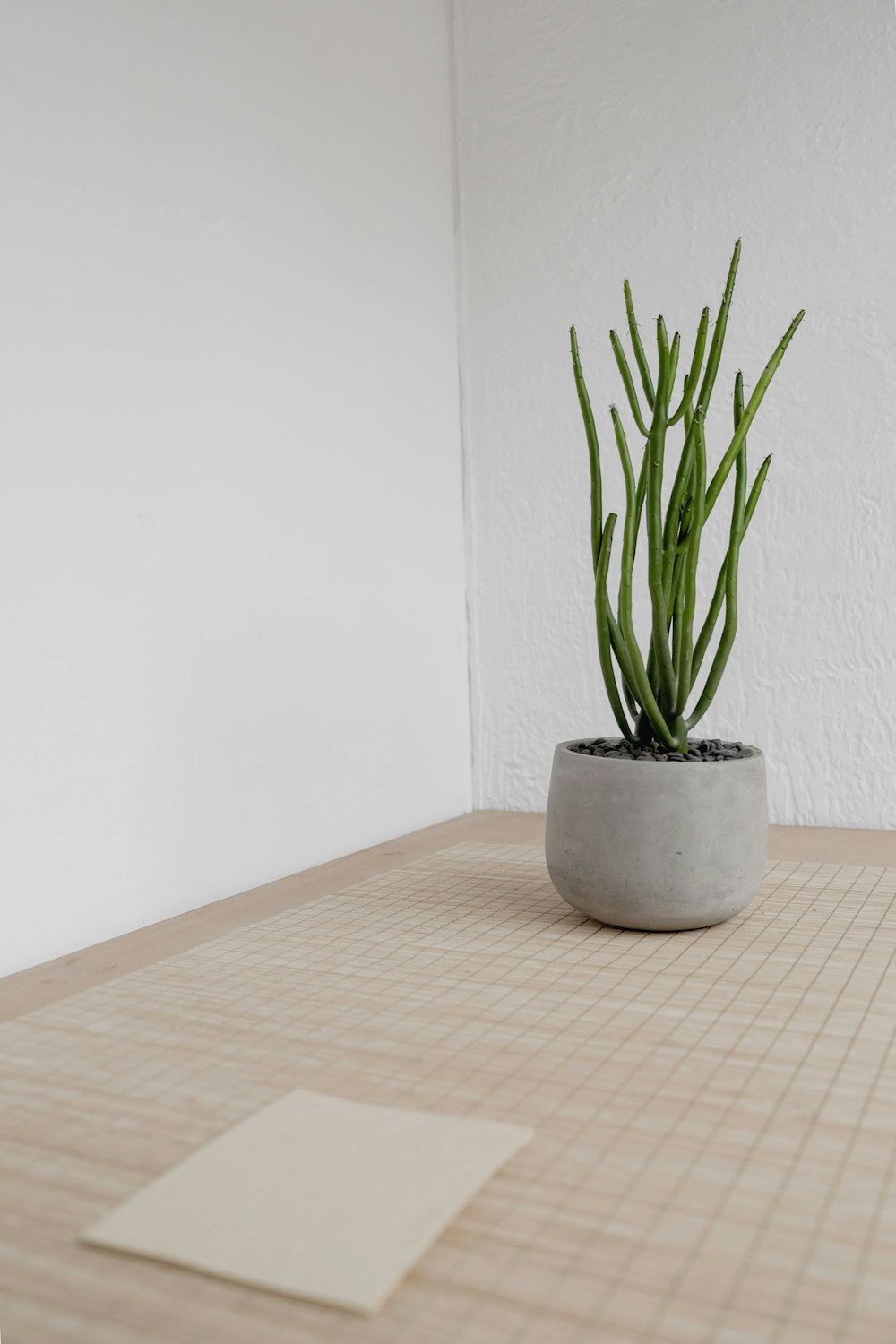 pianta di cactus verde vicino al muro