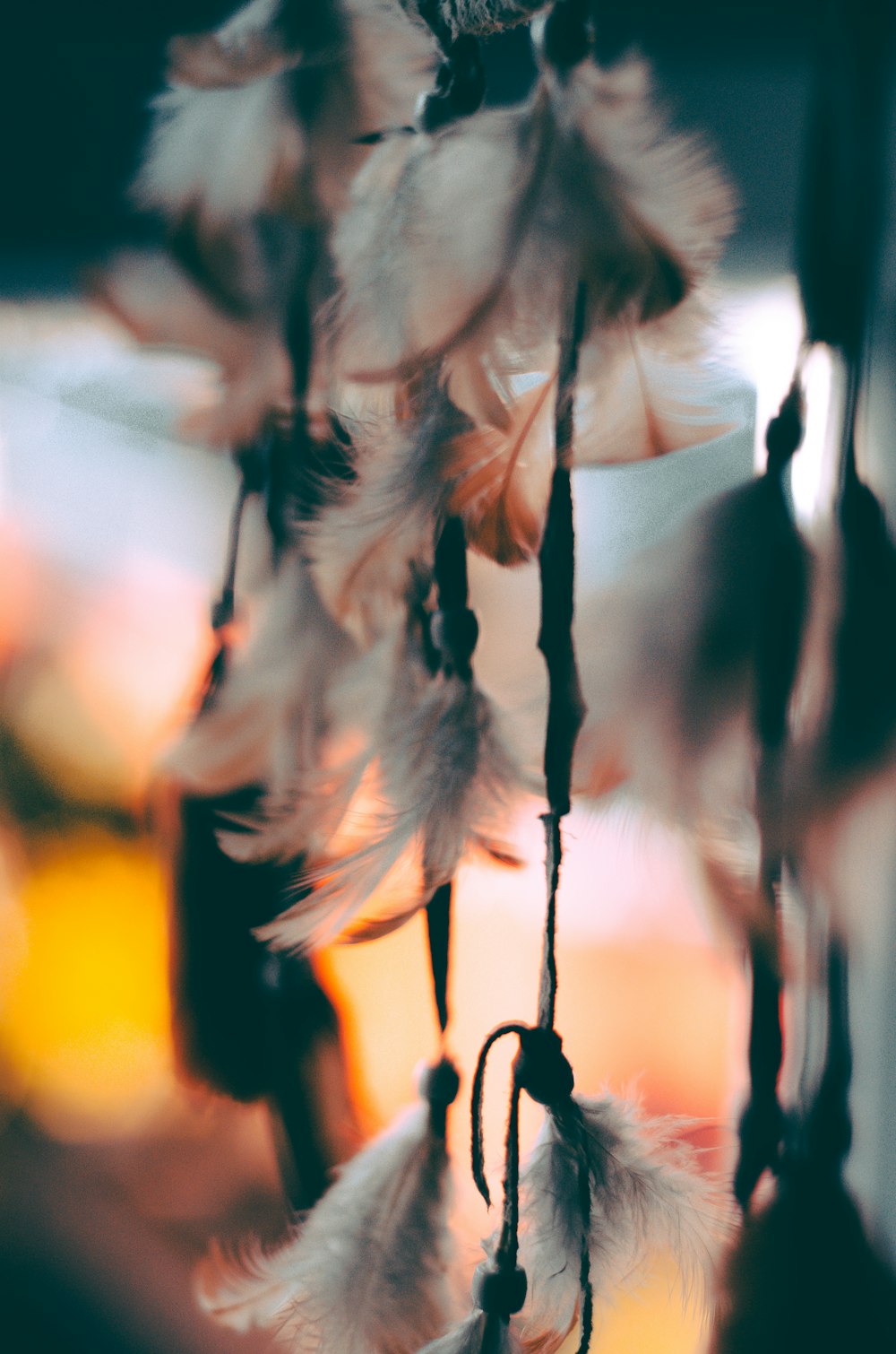 shallow focus photography of feathers