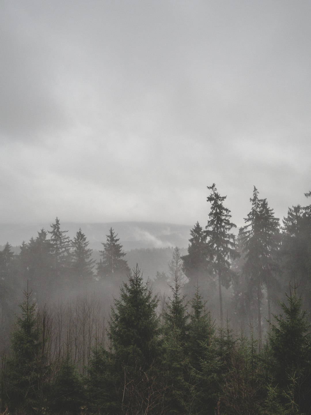 photo of Lerbach Forest near Brocken