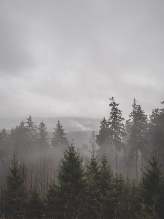 green pine trees on mountain under white clouds during daytime in Lerbach Germany