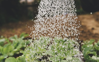 person watering plant