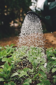 person watering plant