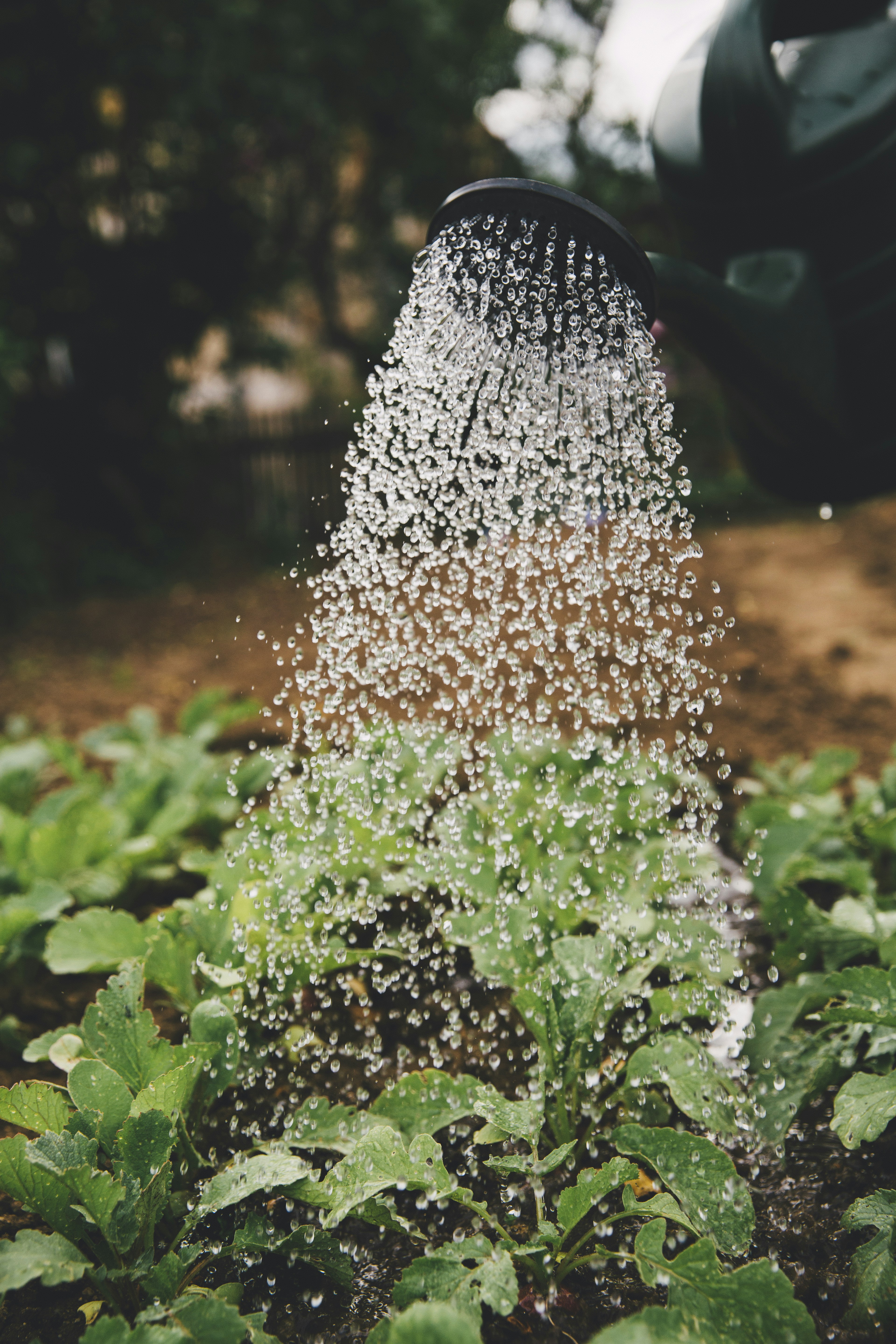 Start A Small Vegetable Garden
