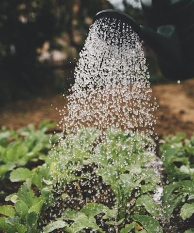 person watering plant