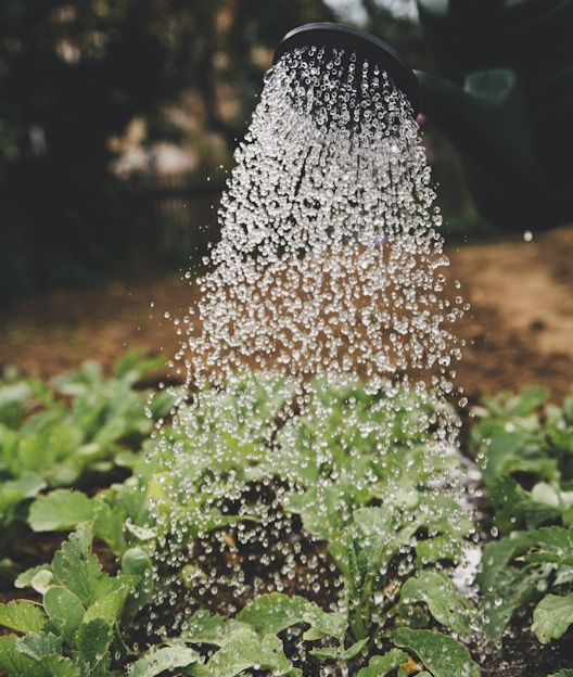 person watering plant