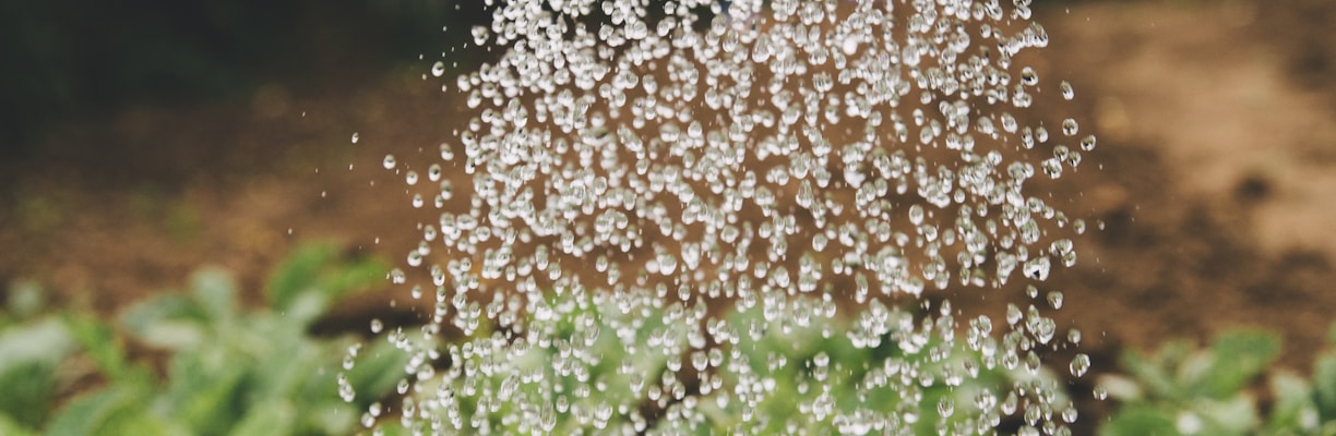 person watering plant