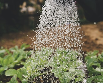 person watering plant