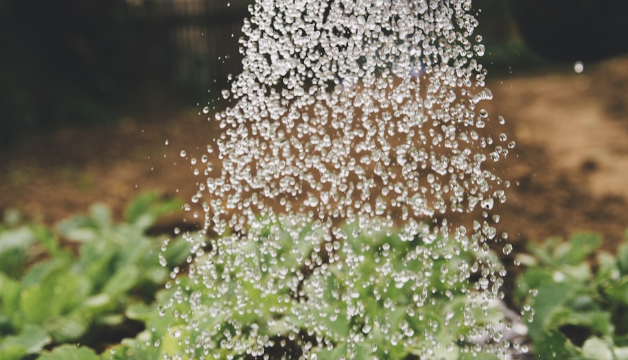 person watering plant