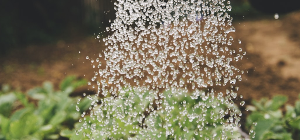 person watering plant