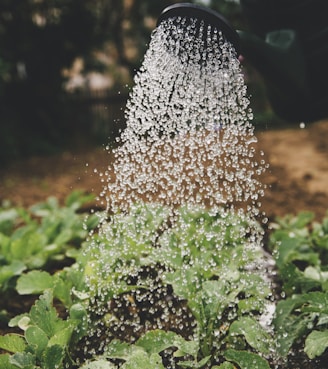 person watering plant