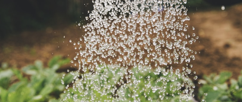 person watering plant