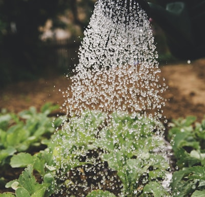 person watering plant