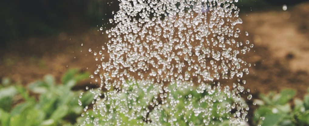 person watering plant