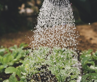 person watering plant