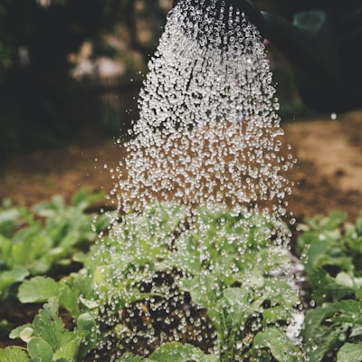 person watering plant