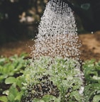 person watering plant