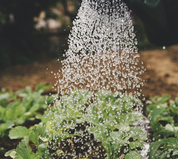 person watering plant