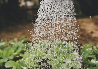 person watering plant