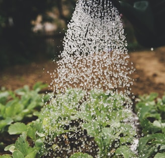 person watering plant