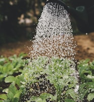 person watering plant